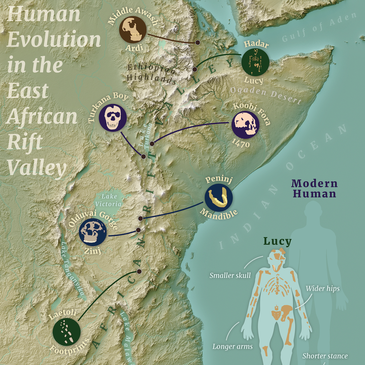 Human Evolution in the East African Rift Valley
